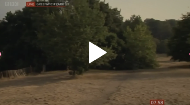 BBC reporter in front of the camera with a surprised expression, capturing the moment of the accidental slip-up in Greenwich Park. Lush greenery and towering trees in the background. A snapshot of unexpected hilarity!