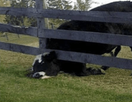Cow with its head stuck in a fence, struggling to break free.