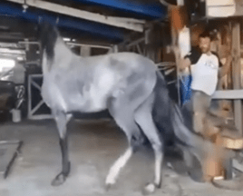 The Horse That Nearly Made a Mute Man&nbsp;Talk!