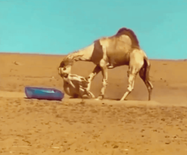 Dromedary biting the donkey's back in retaliation.