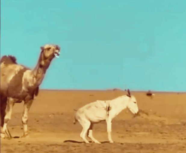 Injured donkey struggling to walk after a dromedary attack.