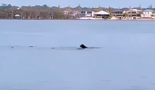 A playful dog and a shark swim and interact in shallow ocean water, showcasing an unlikely friendship.