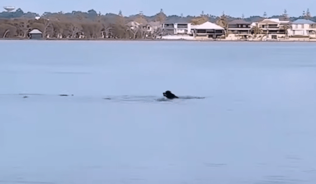 A playful dog and a shark swim and interact in shallow ocean water, showcasing an unlikely friendship.