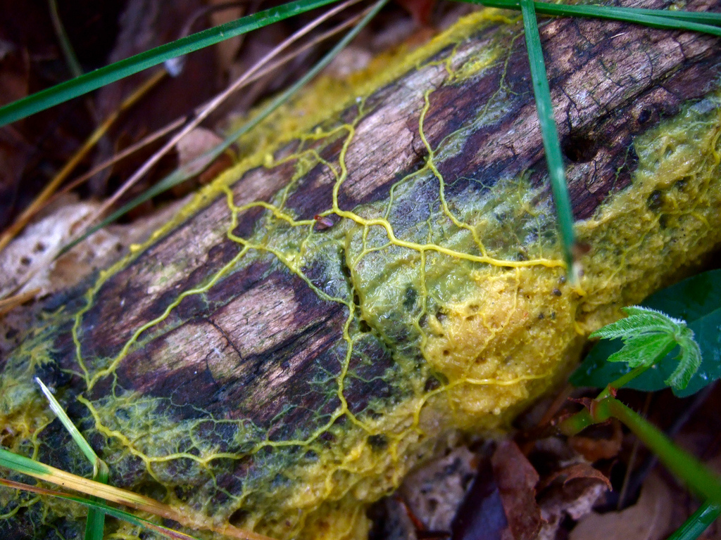 Top-down macro of a yellow slime mould forming branching tube networks between oat-flake “cities” on an agar plate.