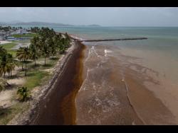 Aerial view of a coastal pier and waterfront overwhelmed by a dark brown seaweed mass, seaweed encroaching from water towards land