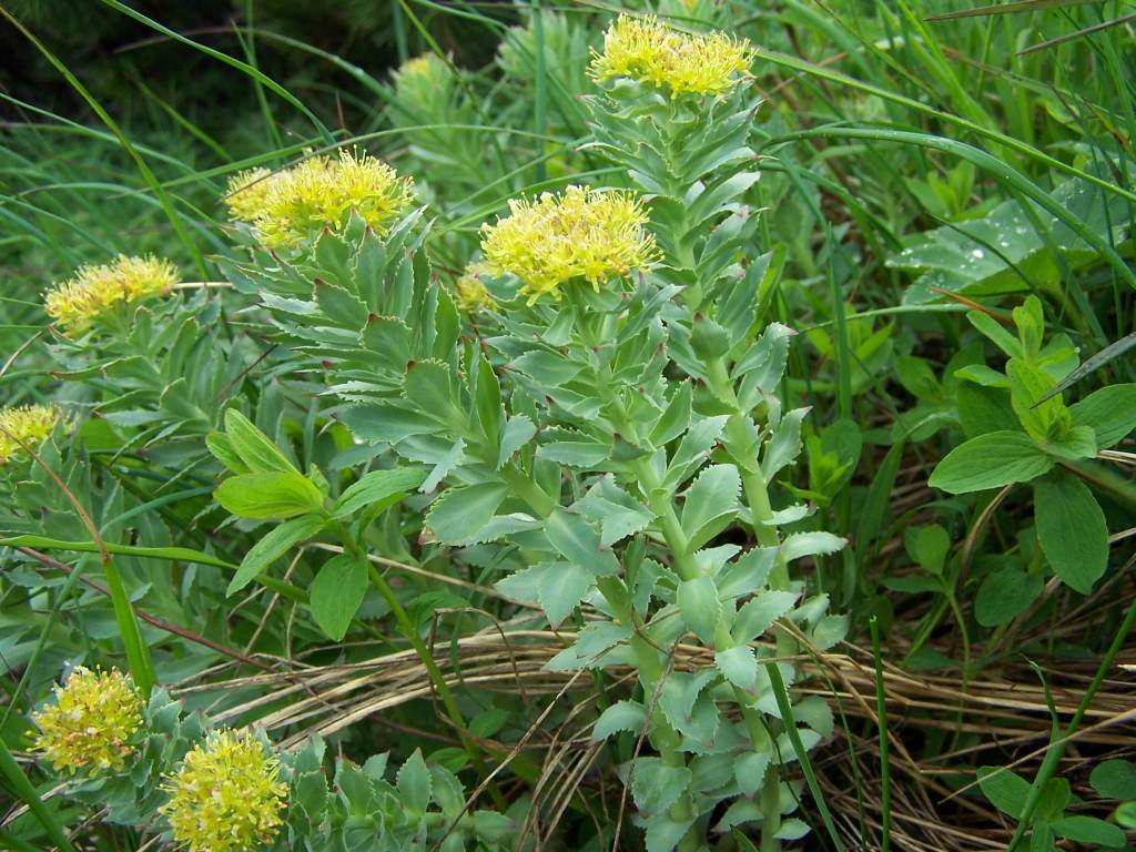Rhodiola Rosea: the Soviet-era herb that promised stamina, but science keeps a straight&nbsp;face