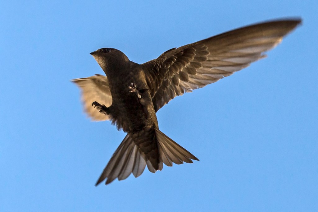 Common swift flying toward a nest opening.