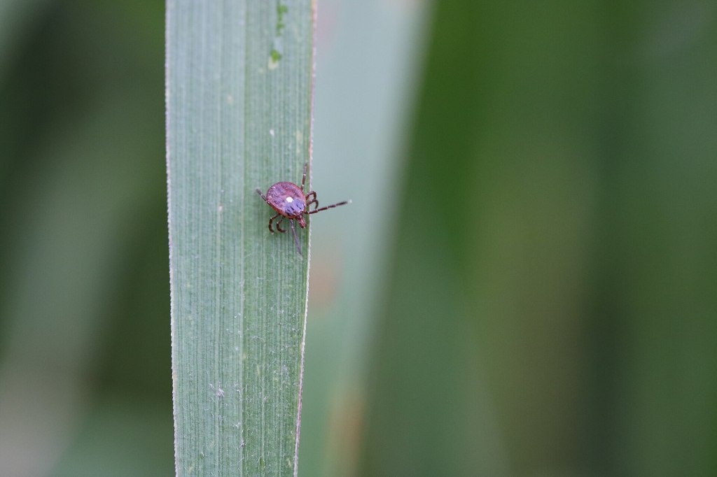 Close-up photo of a female lone star tick on a green leaf.