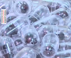 Live ants sealed inside small clear capsules, evidence from a suspected smuggling case.