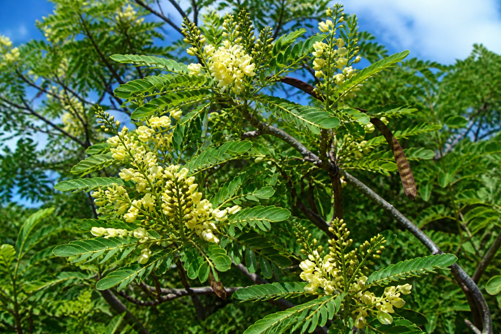 Close-up of a logwood tree with green pinnate leaves, pale yellow flowers, and curved brown seed pods under a blue sky.