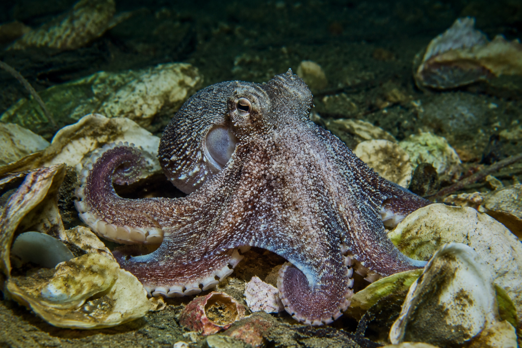 Octlantis: The Octopus Neighborhood That Refused to Stay Weird