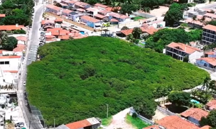 This “Single Tree” in Brazil Quietly Took Over an Entire&nbsp;Field