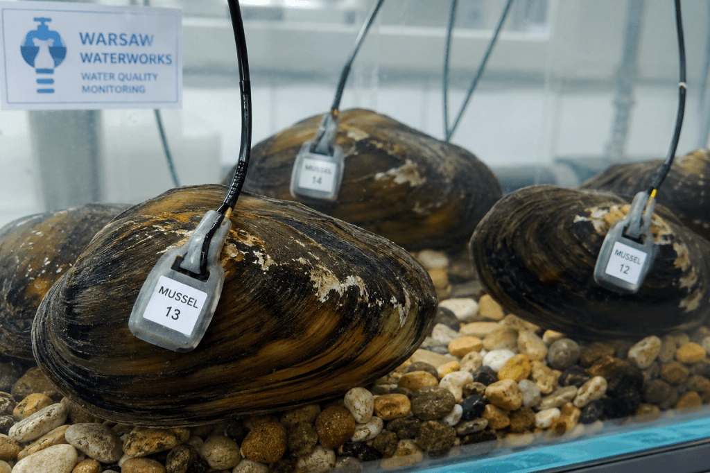 Freshwater mussels with sensors used to monitor water quality in Warsaw