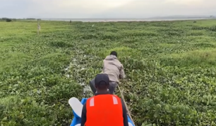 Workers collecting water hyacinth from a lake to clear waterways and repurpose the plant
