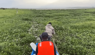 From Invasive Menace to Eco-Material: How Water Hyacinth Is Being Turned into Packaging&nbsp;Gold