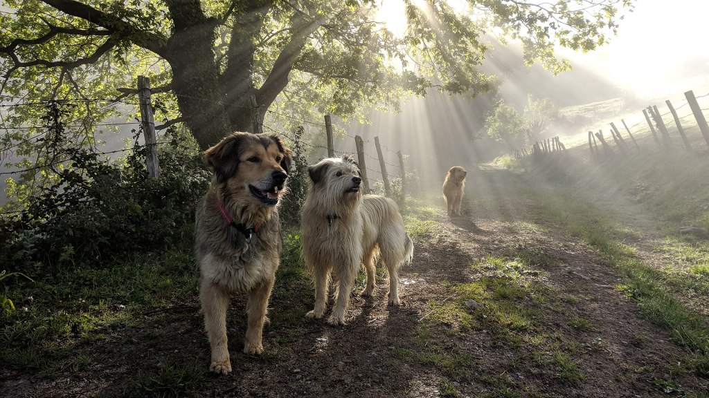 Traditional Basque shepherd dogs standing in the mountains of Navarre, reflecting the region's ancient pastoral culture.