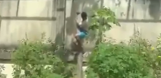 Screenshot showing a person climbing down a tree inside a fenced zoo animal habitat.