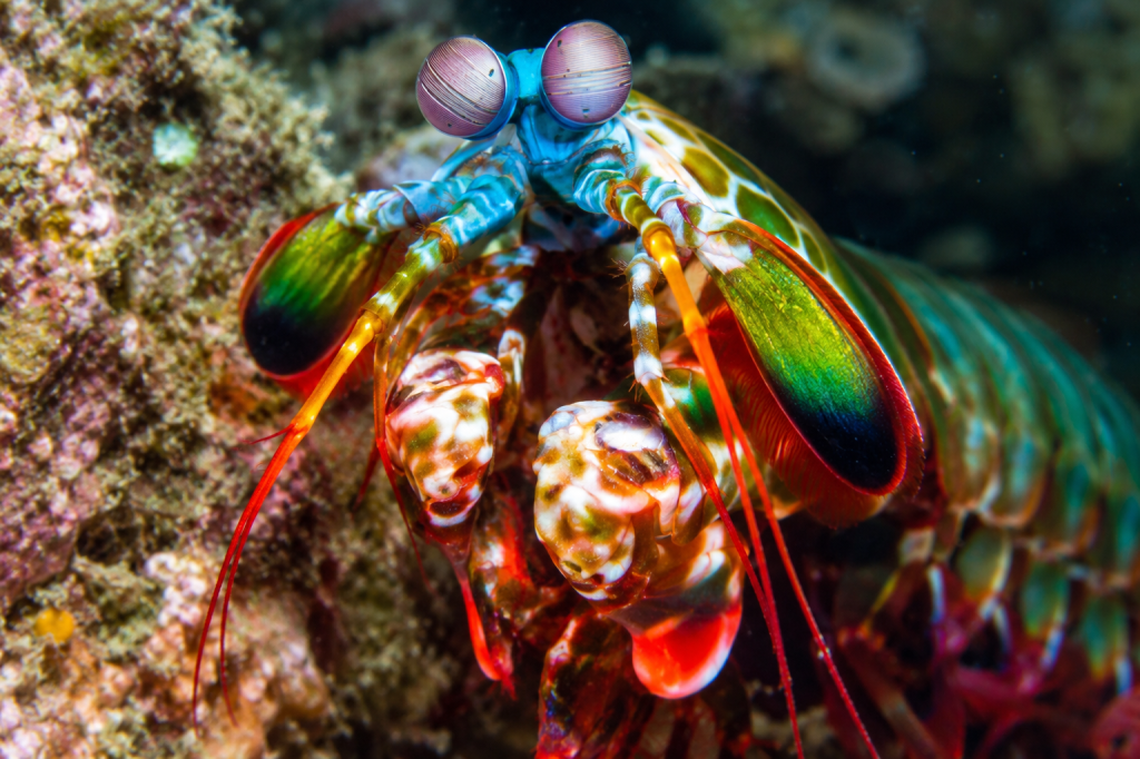 Colorful mantis shrimp showing its distinctive eyes and powerful raptorial appendages