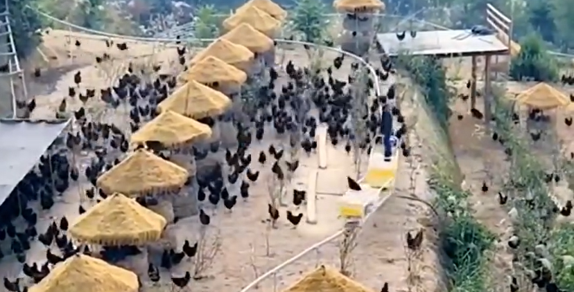 An overhead monorail feed cart transports chicken feed across a mountainous farm in China, allowing free-range chickens to forage across the hillside.