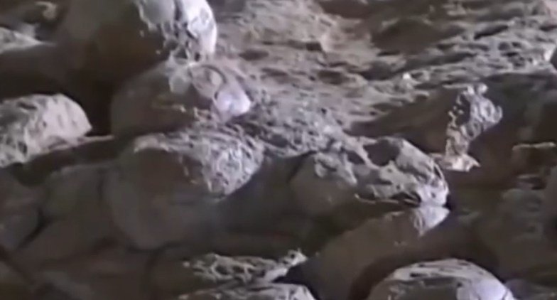 A detailed view of numerous fossilized dinosaur eggs clustered together within the excavated earth at a nesting site in China, with a researcher's hand and a scale reference.