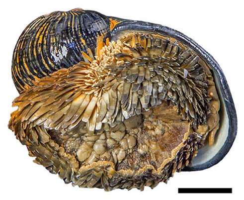 caly-foot snail Chrysomallon squamiferum showing its distinctive shell and iron-sulfide-covered scales.