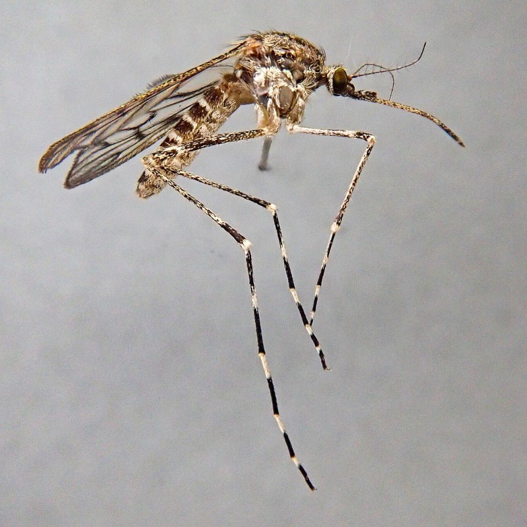 Close-up of a Culiseta annulata mosquito