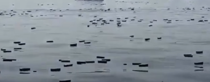 Screenshot of a viral social media video allegedly showing people collecting iPhone boxes and luxury perfumes after a cargo ship sank near the Strait of Hormuz.