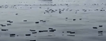 iPhones, Perfume and a Sunken Ship: The Strait of Hormuz Viral Video That Fooled Millions