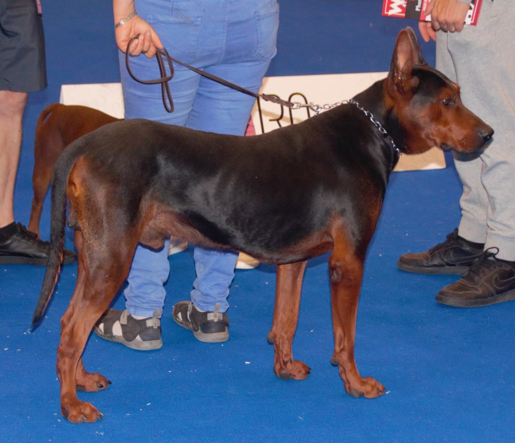 A Laizhou Hong Chinese Red Dog displaying its distinctive black coat, reddish-tan markings and muscular build.