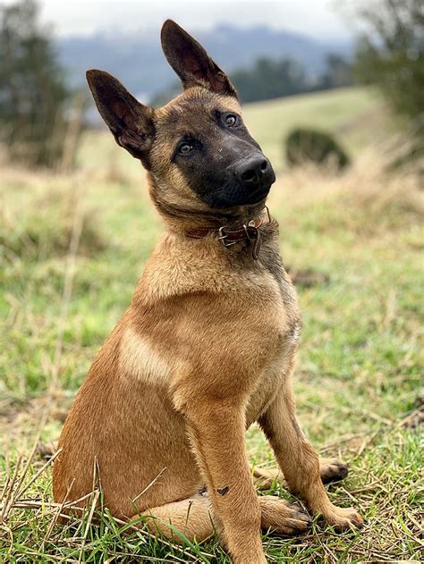 Belgian Malinois: The Brilliant Working Dog That Really Does Need a Job