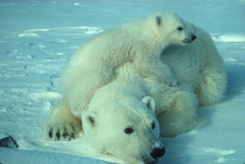 Polar Bears Aren’t Actually White — Here’s the Science Behind Their Colour