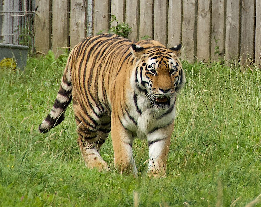 Man Dies After Tiger Attack at Yorkshire Wildlife Park: What We Know So Far